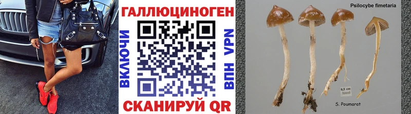 Купить закладки  Судогда  Галлюциногенные грибы Cubensis 